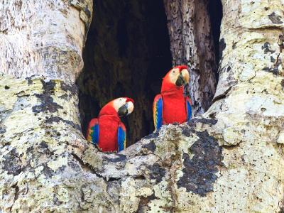 Seeing Double - Scarlet macaws Seeing Double - Scarlet macaws
