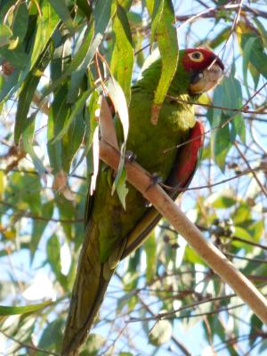 :parrot"