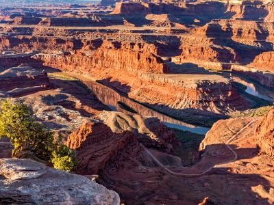 Dead Horse Point Juniper Tree Dead Horse Point Juniper Tree