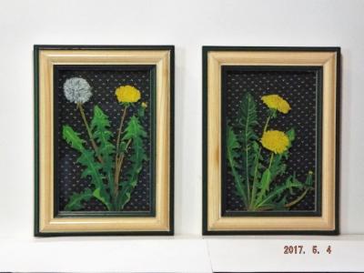 Dandelion set Dandelion set