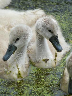 Cygnets