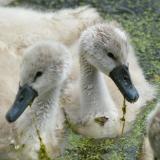 Cygnets