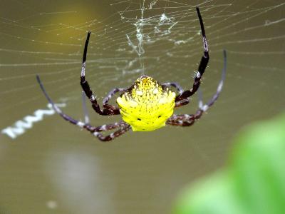 Spider Spider
