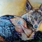 Black Back Jackal