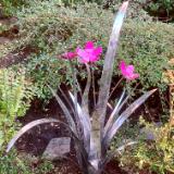 Stainless Steel Garden Flower