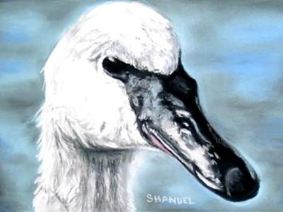 Swans Way-Trumpeter Swan