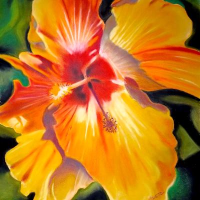"Hibiscus Red & Yellow" "Hibiscus Red & Yellow"