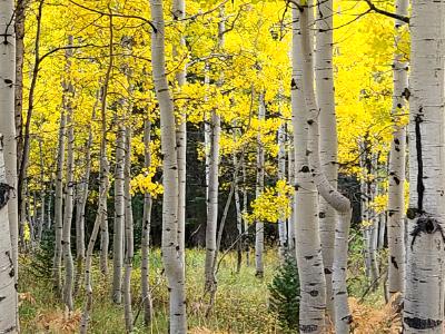 Aspen dreams