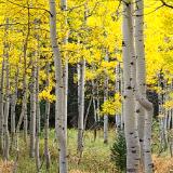 Aspen dreams
