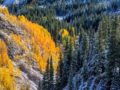 Autumn Aspens Meet Winter Evergreens Autumn Aspens Meet Winter Evergreens