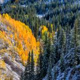 Autumn Aspens Meet Winter Evergreens