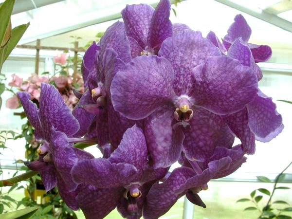 Vanda