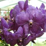 Vanda