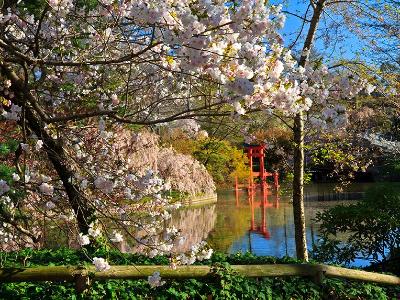 BBG Pond and Cherry Blossoms BBG Pond and Cherry Blossoms