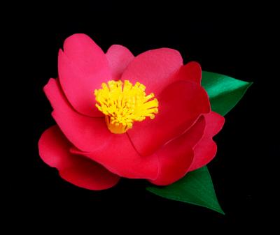 Camellia Sasanqua Pin Camellia Sasanqua Pin
