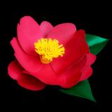Camellia Sasanqua Pin