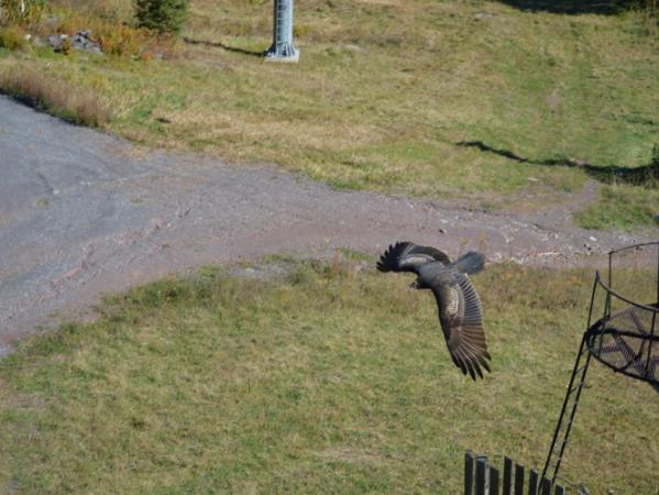 bird of prey