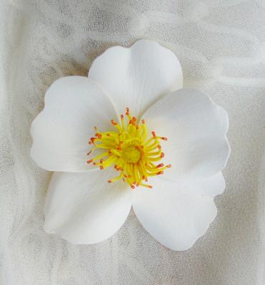 White Cherokee Rose White Cherokee Rose