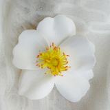 White Cherokee Rose
