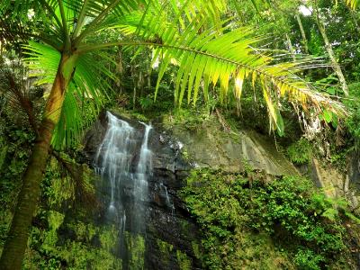 Palm Tree and Waterfall Palm Tree and Waterfall