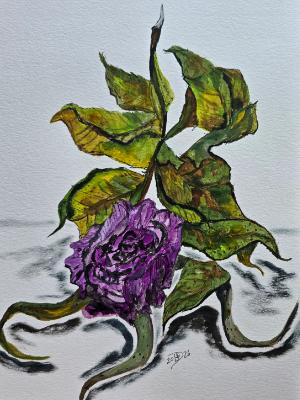 The final days of a pink rose gone purple. The final days of a pink rose gone purple.