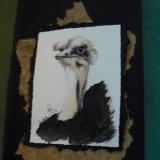 Ostrich - 16x12"