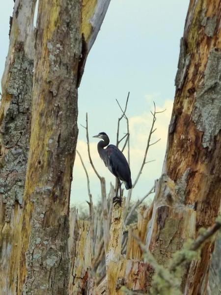 Great Blue Heron