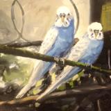 Budgies, The Aviary, Swindon Old Town Gardens, oils, 8x6 ins