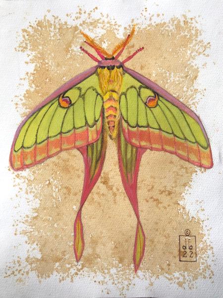 Chinese Moon Moth