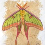 Chinese Moon Moth