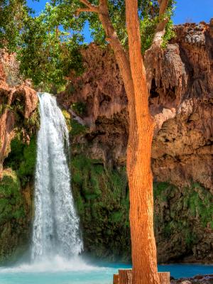 Havasu Falls Tree Havasu Falls Tree
