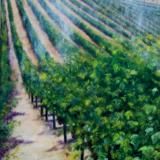 Foggy Vineyard ~ Oil ~ 12 X 24