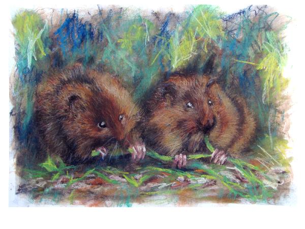 Dormice