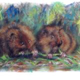 Dormice