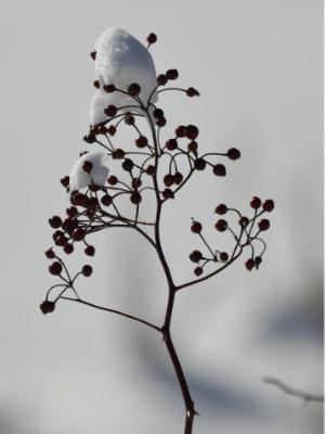 Frozen berries