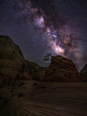 Lone Tree Milky Way Silhouette Lone Tree Milky Way Silhouette