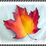 Fall Maple Leaf Pin