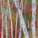 Birch Trees (sold)