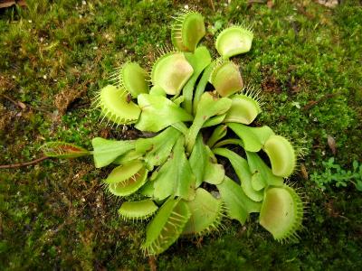 Venus Fly Trap