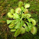 Venus Fly Trap