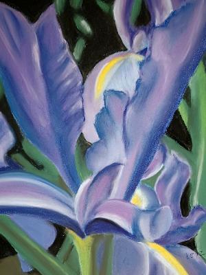 Purple Iris