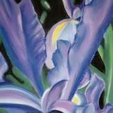 Purple Iris