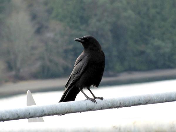 Ferry Crow #3