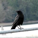Ferry Crow #3