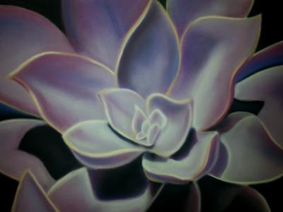 "Graptoveria purple & blue"