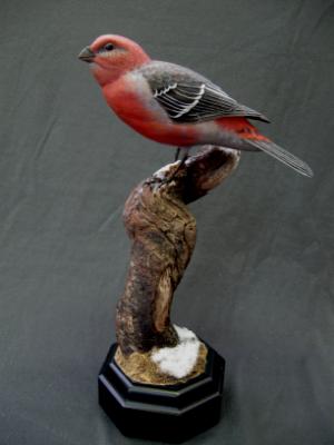 Life size Pine Grosbeak - sold