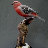 Life size Pine Grosbeak - sold