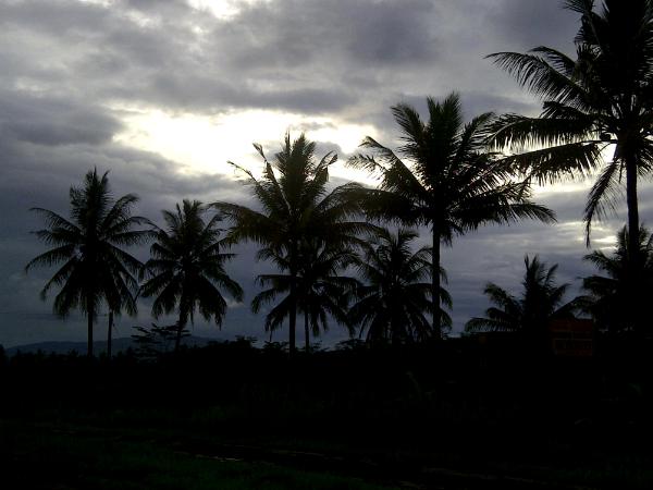 sky and trees