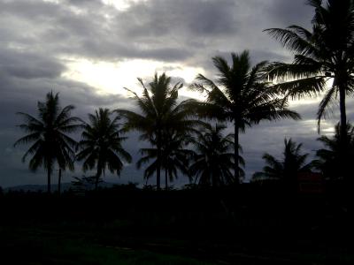 sky and trees