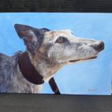 Greyhound in Acrylic